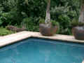 62 Bush Buck at Pool.jpg (64256 bytes)